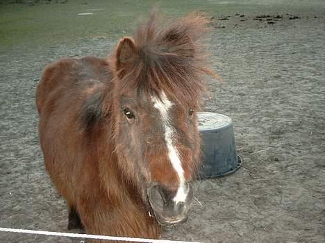 Anden særlig race Sera. R.I.P 2-9-10 - Det blæse rsørme billede 7