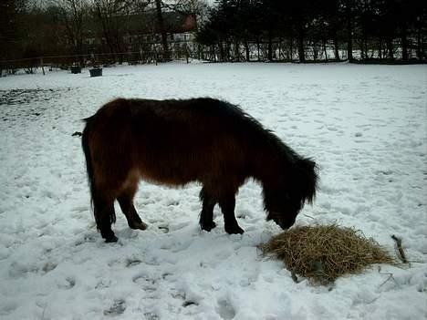 Anden særlig race Sera. R.I.P 2-9-10 - Sne, i april?? nå men jeg  kan spise  billede 8