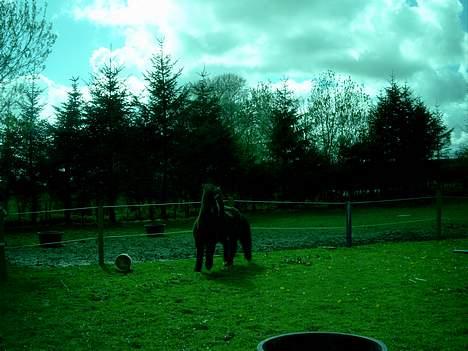 Anden særlig race Sera. R.I.P 2-9-10 - Aften(ve diiik lii med farverne) :S billede 9