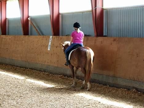 Anden særlig race Tessa(Greta) * SOLGT* :'( - Inden hun var kommet hjem hvor jeg rider hende :=) billede 9