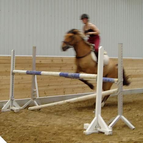 Anden særlig race Bianca  SOLGT ;) - Bianca til træning derhjemme billede 18