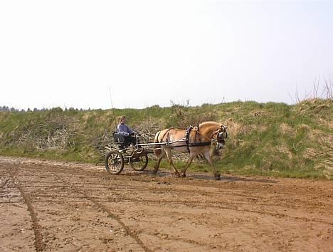 Haflinger MISTRAL (MALAWI) - Mistral og mig. billede 19