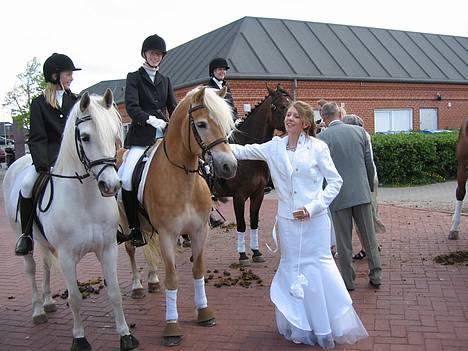 Haflinger MISTRAL (MALAWI) - Mistral, Cherie og nogle andre heste til min Konfirmation:P Tak søde Ida fordi du kom med min lille skov-trold:D billede 20