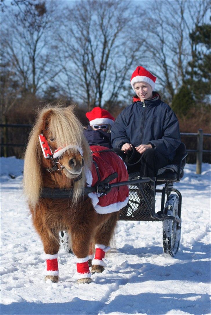 Shetlænder Lindholms Trille R.I.P :'( - Mig og min lille søster d. 2 marts 2010 (: Trille du er fantastisk til det der med at køre! (: billede 15