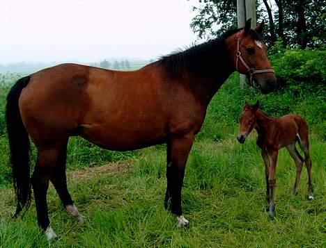 Dansk Varmblod Zaphir DH 4329 - RIP  - Zaphir har lige fået et smukt lille hoppeføl d. 19.Juni billede 2
