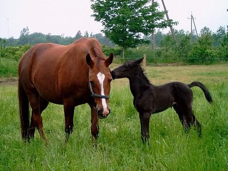 Anden særlig race Junni - RIP - Junni og føl 19. Juni 05 billede 4