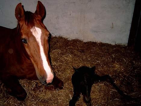 Anden særlig race Junni - RIP - Junni har lige fået en lille dreng :-) d. 8. juni 05 billede 5