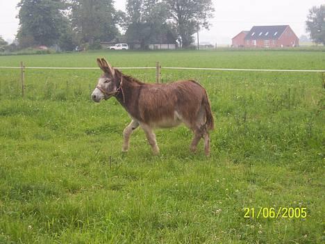 Anden særlig race mogens - hehe. jeg vild med det. .hehe måske kunne blive model for et æsel blad. hehe billede 3