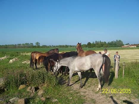 Sportsaraber (A) Balou billede 2