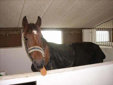 Anden særlig race Comet - Frække Comet <33 billede 3