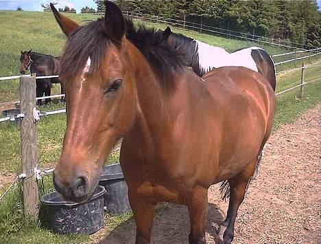 Anden særlig race Comet - comet <3 billede 4