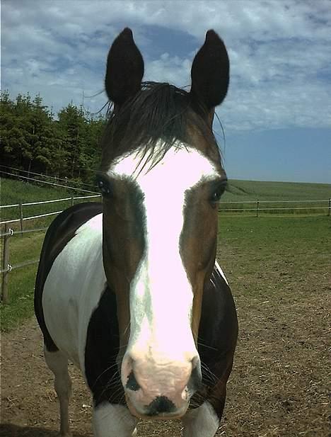 Paint † Cherokee siggaard † billede 9