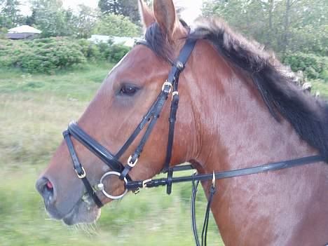 Oldenborg Sille billede 8