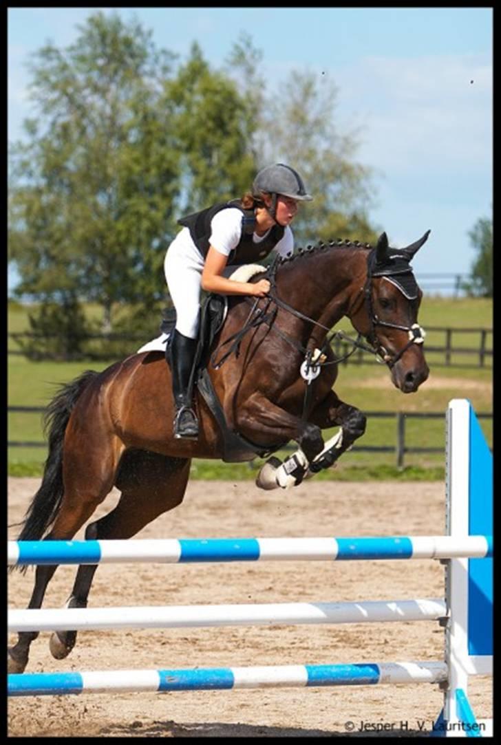 Dansk Varmblod Kløvers Luna billede 1