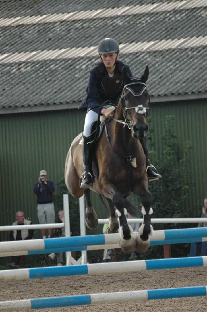 Dansk Varmblod Kløvers Luna - Da hun blev tilredet billede 2