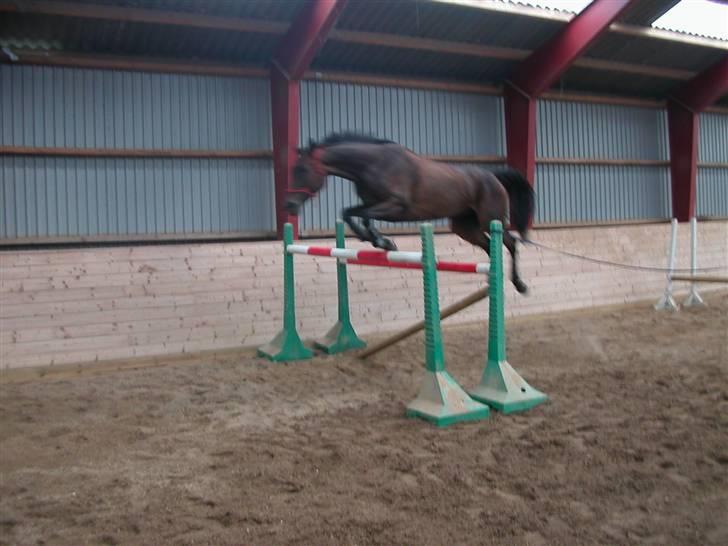 Dansk Varmblod Kløvers Luna - ca 165 uden problemer.  billede 3