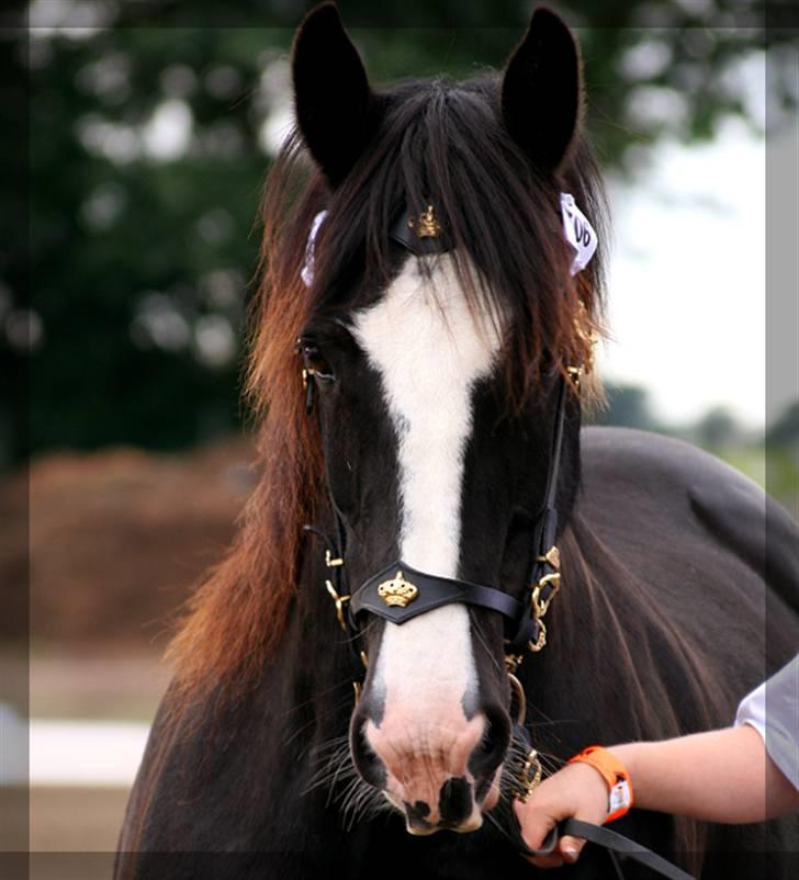 Irish Cob Crossbreed Morrigan STER & CHAMPION - # 1 - Morrigan The Black Raven - Verdenens Bedst Kårede Irish Cob Crossbreed! Verdens første STER ICC! billede 1