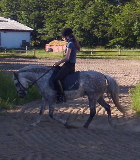 Welsh Pony (sec B) Hårupgård Denise - Træning, mangler lidt hals-muskler, så min ridelærer siger det er godt at ride hende lidt dybt.. billede 1