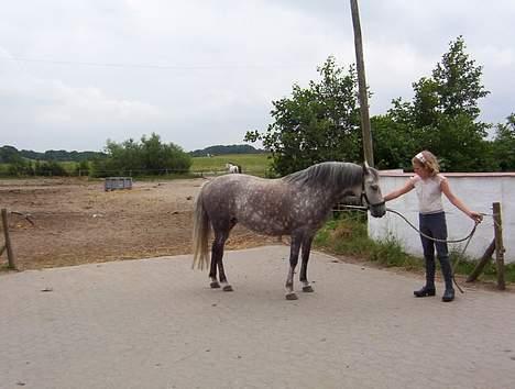 Welsh Pony (sec B) Hårupgård Denise - En veninde får denise til at stå pænt, man kan se det gamle sted hvor hun stod i baggrunden billede 4