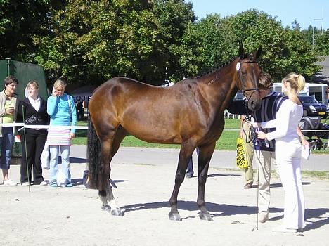 {{currentPhoto.altText}} billede {{currentPhoto.number}}