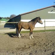New Forest Kærgaardens Vivaldi solgt