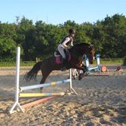 Anden særlig race Csinos {R.I.P :'(}