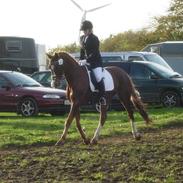 Dansk Varmblod Plusli-Mond (solgt)