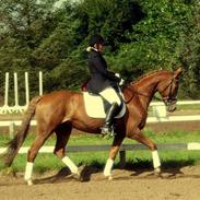 Dansk Varmblod Plusli-Mond (solgt)