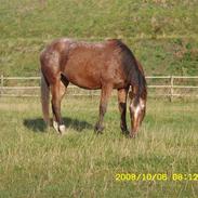 Appaloosa Gina Felina