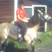 Welsh Cob (sec D) Banjo