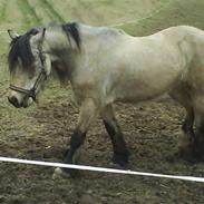 Welsh Cob (sec D) Banjo