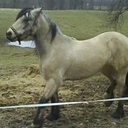 Welsh Cob (sec D) Banjo