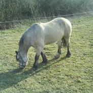 Welsh Cob (sec D) Banjo