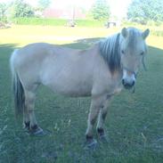 Fjordhest Betty - solgt