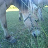 Fjordhest Betty - solgt