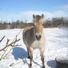 Fjordhest Melissa