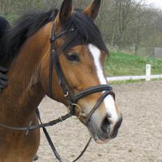 New Forest Kærgaardens Vivaldi solgt