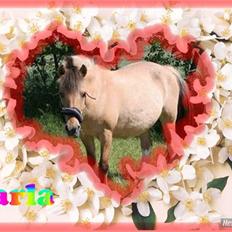 Anden særlig race Carla |  *! SOLGT :'( !*