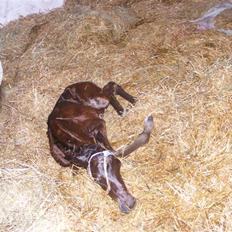 Anden særlig race Damgaards Chantel