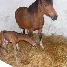 Anden særlig race Damgaards Chantel