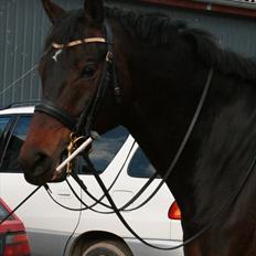 Holstener Flying Bee-Bob