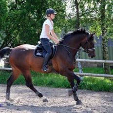 Holstener Flying Bee-Bob