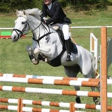 Anden særlig race Irish Jumper - solgt 