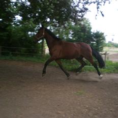 Oldenborg Porthos the Great *SOLGT*