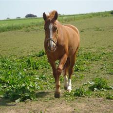 Anden særlig race | Gucci *Bumle*