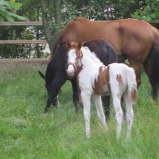 Anden særlig race Mazaya "SOLGT"