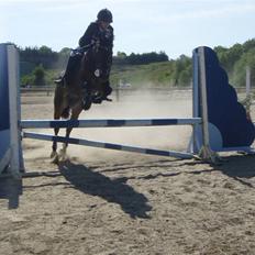 Welsh Cob (sec D)  Dancer *SOLGT*