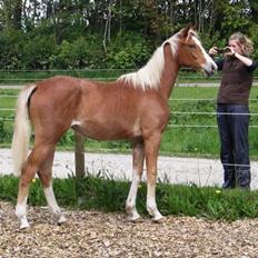 Dansk Varmblod Amaze Du Z