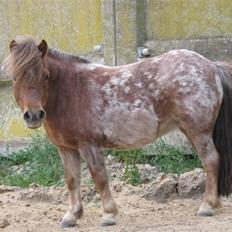 Anden særlig race Misty