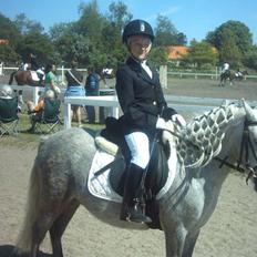 Welsh Mountain (sec A) Shadow(storbror) Solgt og elsket <3 <3